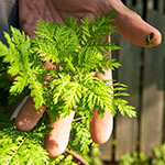 ADilthey_4Linden_Kachel2_24